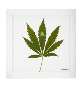 Quadro Folha In Natura de frente