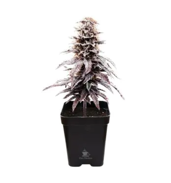 Árvore Decorativa de Gorilla Glue Auto de frente