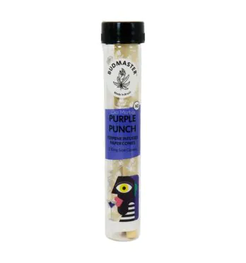 Cone Budmaster Purple Punch